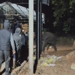 पुलिस अधीक्षक ने किया थाना धरमजयगढ़ और चौकी रैरूमाखुर्द का वार्षिक निरीक्षण 2 भूख हाथियों को धान मंडी तक खींच लाई,छत्तीसगढ़ में 20 रातों से धान की बोरियां उठाकर जंगल ले जा रहे जंगली हाथी